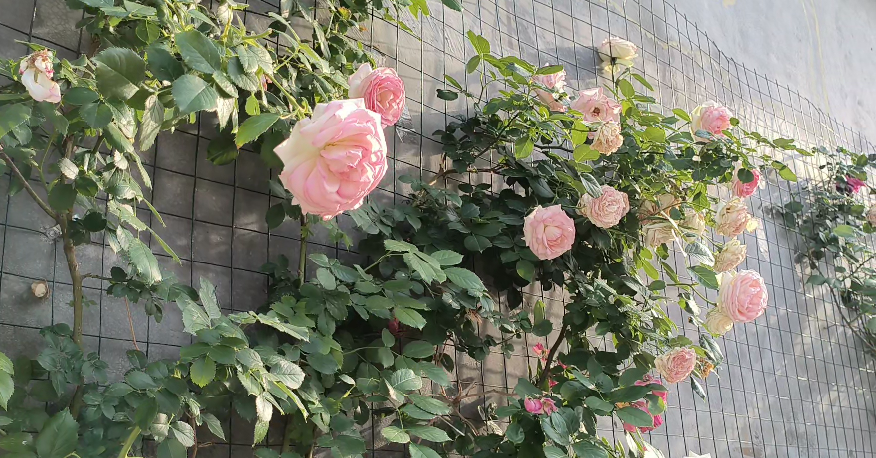 微信圖片_20250512172246.png